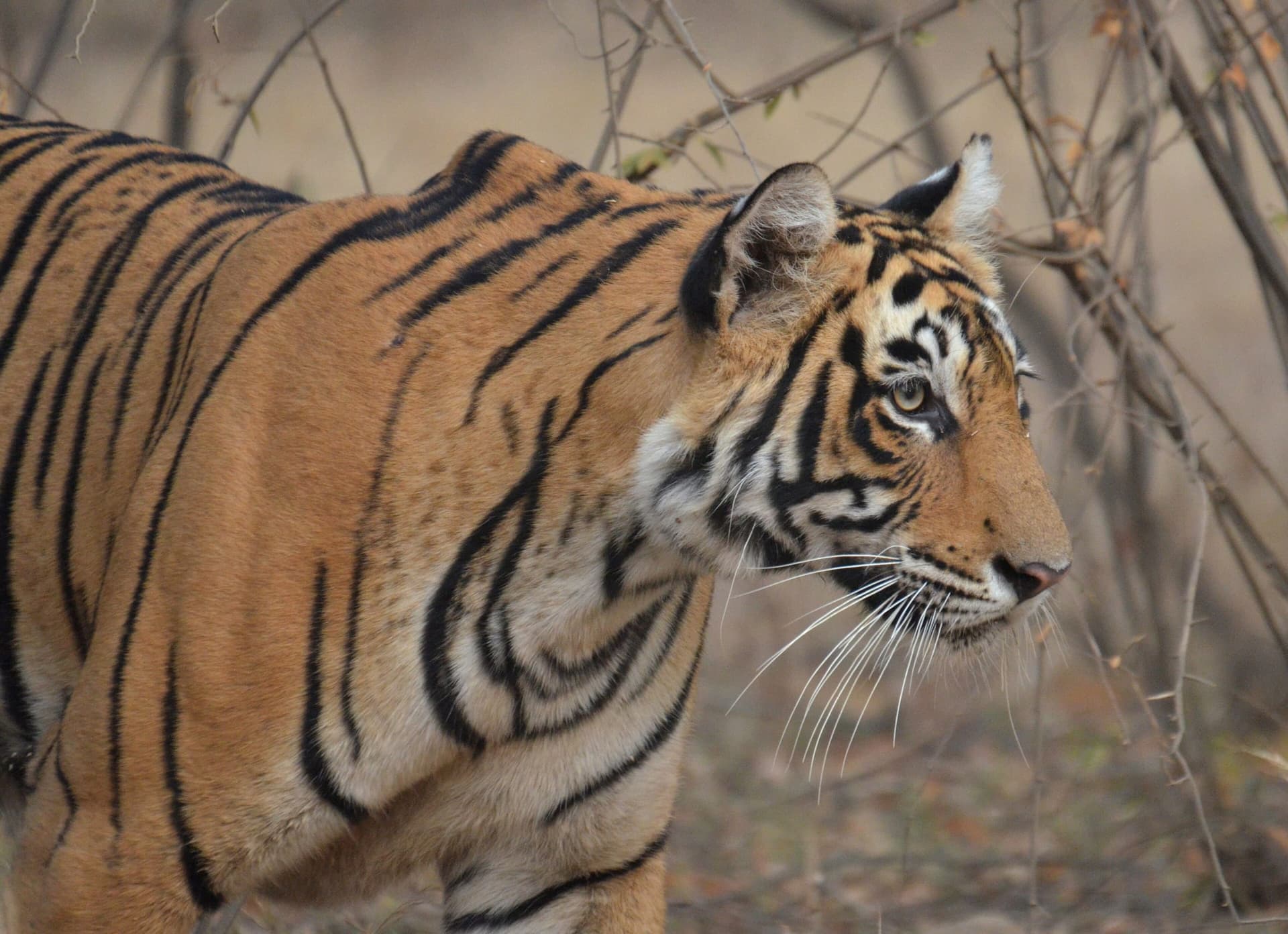 A wild Bengal tiger photographed on safari in central India