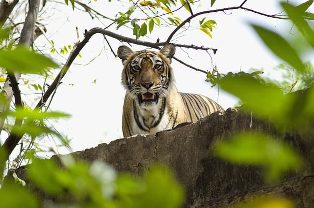 A wild Bengal tiger photographed on safari in central India