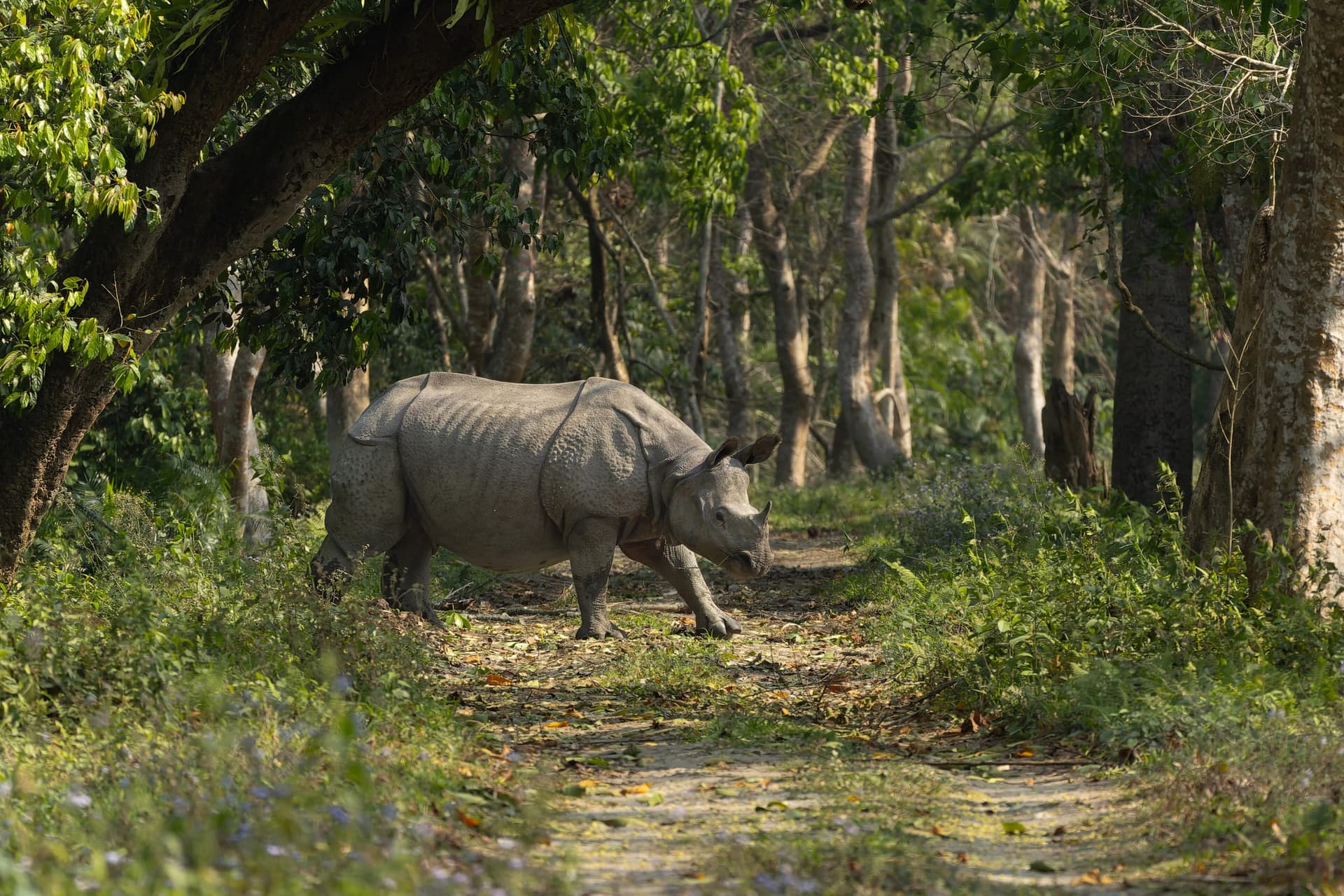 A one-horned rhinoceros grazing in the grasslands of Kaziranga National Park, Assam