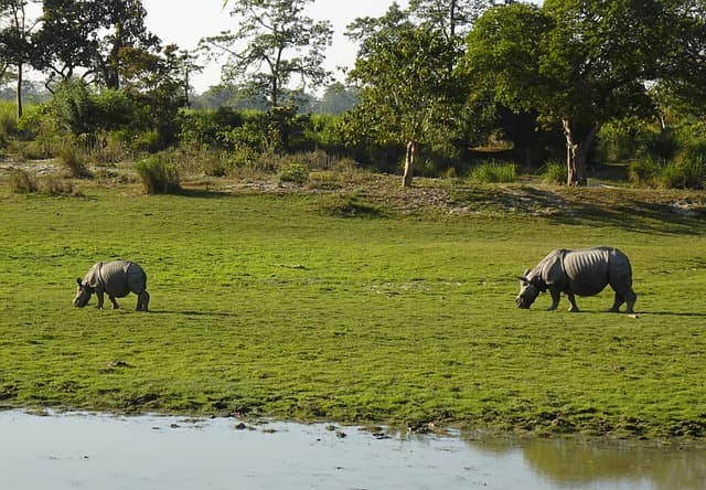 A one-horned rhinoceros grazing in the grasslands of Kaziranga National Park, Assam